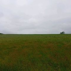 Grass/Sliage