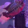 fish tank Image 3