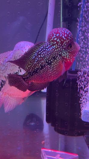fish tank
