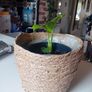 Pothos with wicker pot Image 4