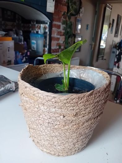 Pothos with wicker pot