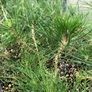 Japanese Black pine- Pinus thunbergii- bonsai material. Image 2