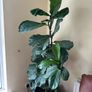fig leaf plant Image 5