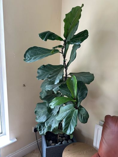fig leaf plant