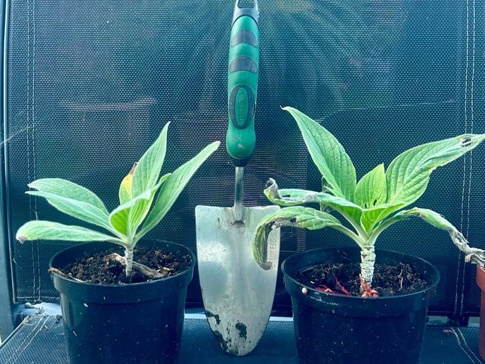 Echium candicans | Pride of Madeira