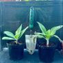Echium candicans | Pride of Madeira Image 4