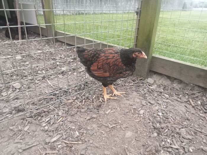 Roosters & Silkie Hen