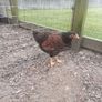 Roosters & Silkie Hen Image 4