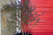 Japanese Barberry (shrub)