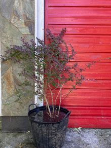 Japanese Barberry (shrub)