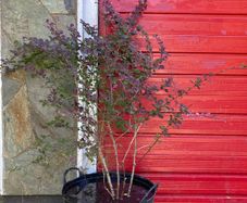 Japanese Barberry (shrub)