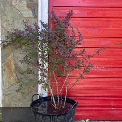 Japanese Barberry (shrub)