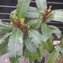 Bayleaf tree Image 4