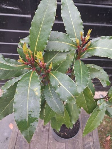Bayleaf tree