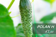 (C) Cucumber seeds from only 1.00 per pack