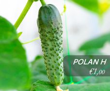 (C) Cucumber seeds from only 1.00 per pack