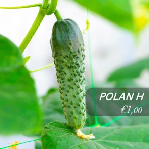 (C) Cucumber seeds from only 1.00 per pack