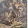 Old late 19th century print. A Darwinian Question Image 9