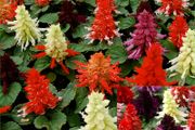 (S) Salvia Farao Mix seeds 0.1g (415243)