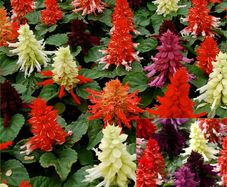 (S) Salvia Farao Mix seeds 0.1g (415243)