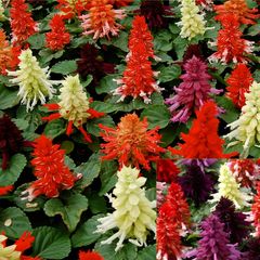 (S) Salvia Farao Mix seeds 0.1g (415243)
