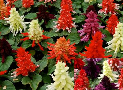 (S) Salvia Farao Mix seeds 0.1g (415243)
