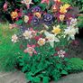 00 (A) Aquilegia McKana seeds 0,5g (882990) Image 3