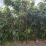 bamboo Image 5
