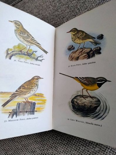 Birds in Colour by Bruce Campbell 1974 hardback with dustcover in good condition with some signs of wear on the dustcover see photos over 200 colour illustrations FREE STANDARD POSTAGE INCLUDED
