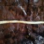 creenstone navy and brown long faux fur Image 8