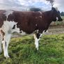 Special entry @ Macroom mart on Saturday 3rd Oct. Image 3