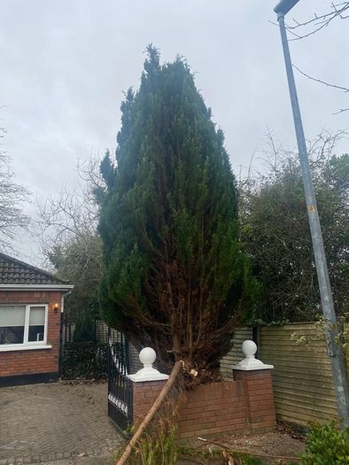 Gardening & Tree Service