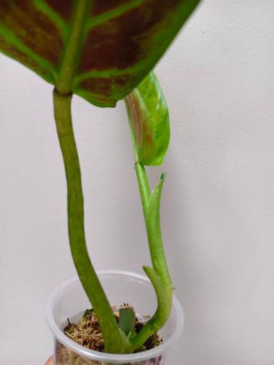 No.2 Philodendron Subhastatum Variegated