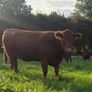 InCalf 4 & 5 Star Stabiliser X Heifers Image 4