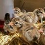 Guinea fowl/hens/ducks/goats/llama & pigs Image 10