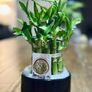 Lucky Bamboo in 10cm pot and 20cm in height Image 3