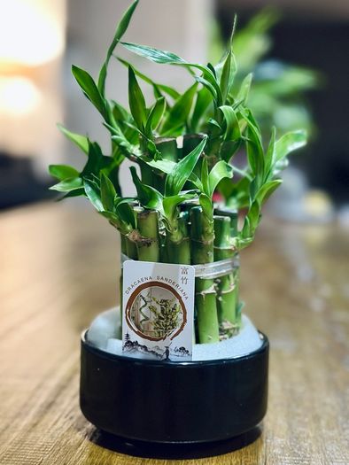 Lucky Bamboo in 10cm pot and 20cm in height