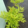 plants Image 7