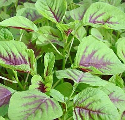 (A) Amaranthus Calaloo Red Leaf Seeds1g (210671)