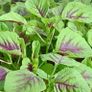 (A) Amaranthus Calaloo Red Leaf Seeds1g (210671) Image 2