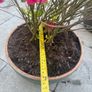 plant Image 5