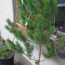 Small Christmas tree for planting Image 2