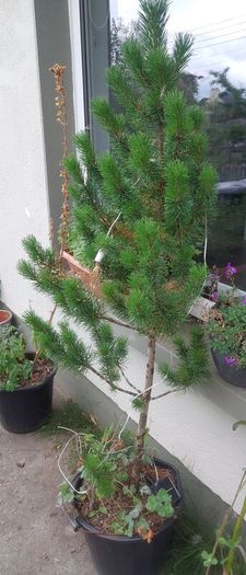 Small Christmas tree for planting