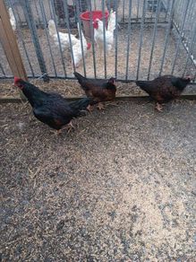 hatching Eggs and chick's