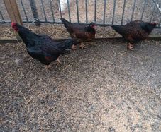 hatching Eggs and chick's