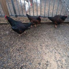 hatching Eggs and chick's