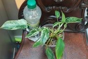 No.1 Philodendron Emerald Queen