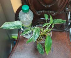 No.1 Philodendron Emerald Queen