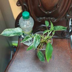 No.1 Philodendron Emerald Queen