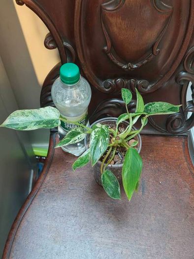 No.1 Philodendron Emerald Queen